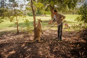 Australia, New South Wales, man preparing to make handshake with kangoroo