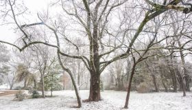 Bare Tree in Snow Scene Landscape