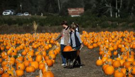 California: Pumpkin patch attracts fall revelers