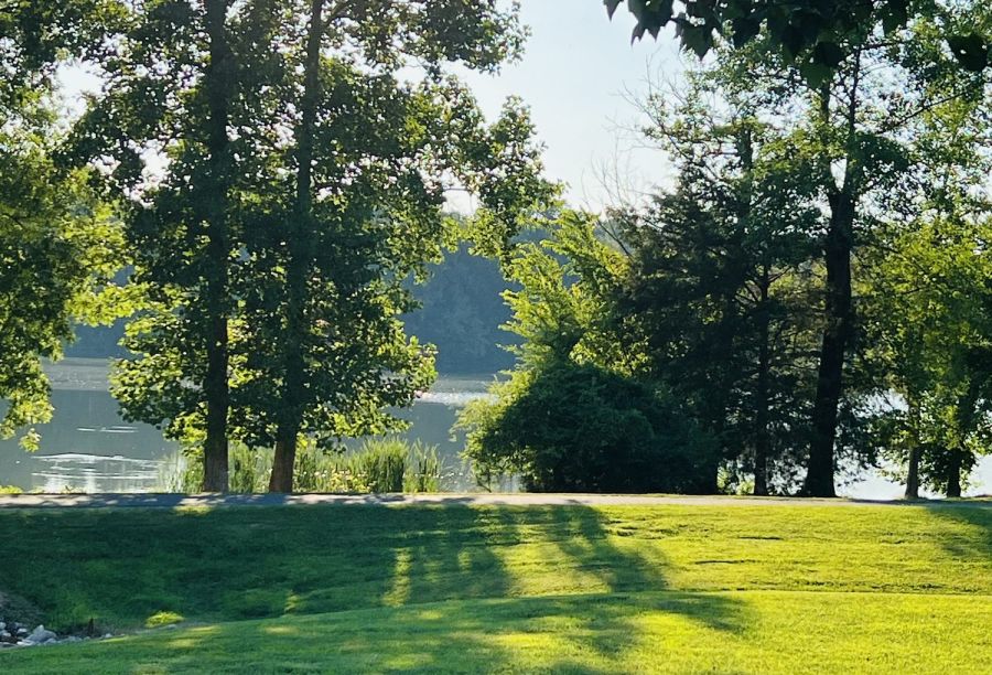 Trees in park,Albemarle,North Carolina,United States,USA